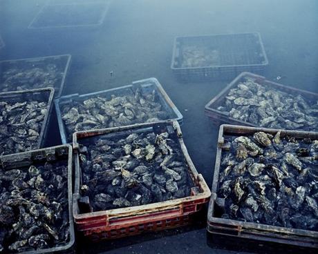 Les huîtres bataillent contre l’industrialisation