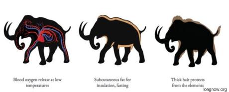 La résurrection des mammouths se fera peut-être plus rapidement que vous ne le pensez mammouth 2