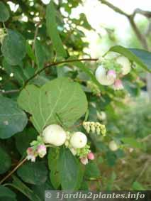Un arbuste décoratif: la symphorine
