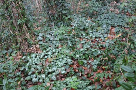 cyclamen hederifolium veneux 1 janv 2016 040.jpg
