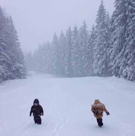 De retour en forêt noire ... forêt noire