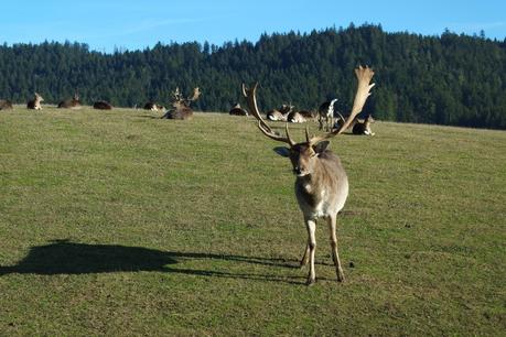 De retour en forêt noire ... forêt noire