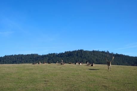 De retour en forêt noire ... forêt noire