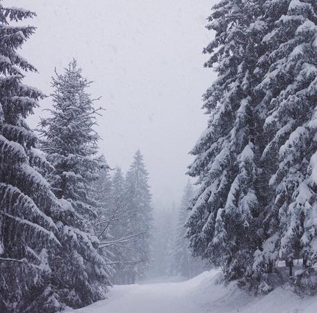 De retour en forêt noire ... forêt noire
