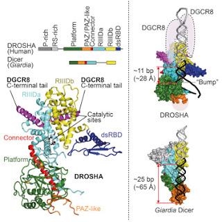 #Cell #DROSHA #MicroARN #RNAse #DICER Structure de l’enzyme DROSHA chez l’homme