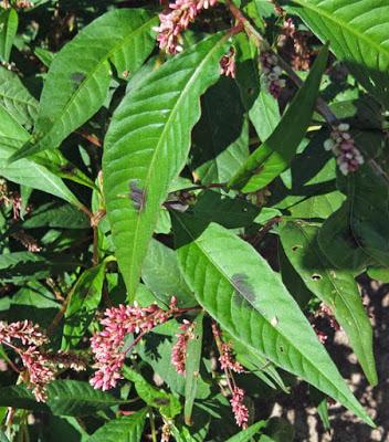 Renouée à feuilles de patience (Persicaria lapathifolia)