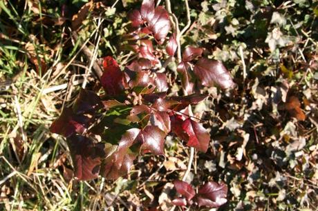16 aquifolium veneux 19  fev 064.jpg