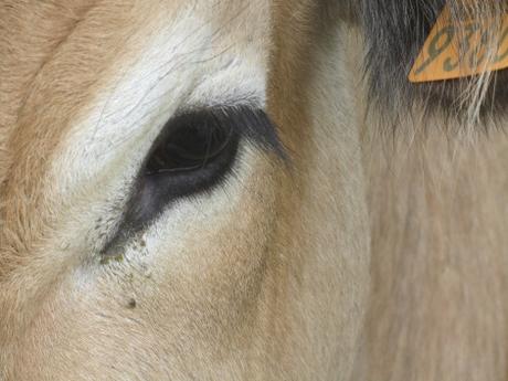 Bourbonnais IMG_7796