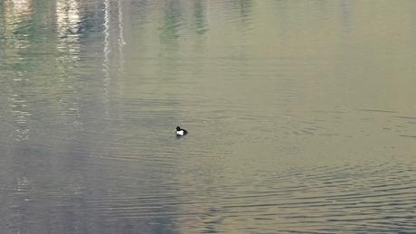Ne pas confondre grèbe et fuligule P1540868