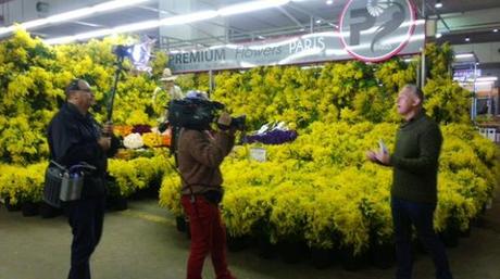 Mimosa tele metin Mimosa tele metin
