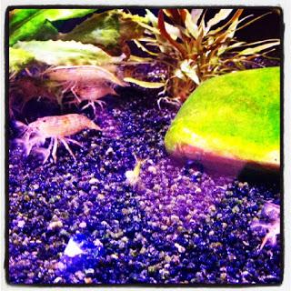 Un poisson nommé Chewbacca Un poisson nommé Chewbacca