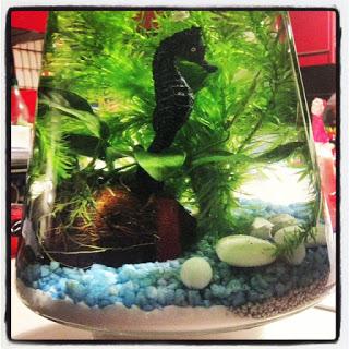 Un poisson nommé Chewbacca Un poisson nommé Chewbacca