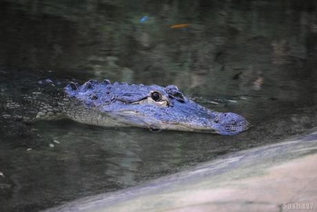(1) L'alligator du Mississippi.