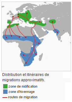 Un nid de cigogne peut peser jusqu’Ă une 1,5 tonne ! cigogne migration nidification hivernage