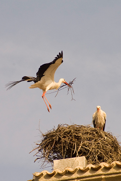 Un nid de cigogne peut peser jusqu’Ă une 1,5 tonne ! cigogne blanche ciconia ciconia