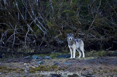 Mieux vaut connaitre le loup pour le photographier ! © Antonin Charbouillot