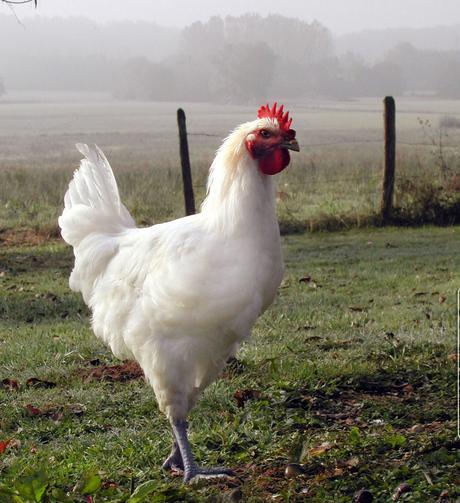 poulet-bresse-big