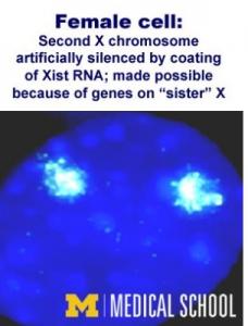 MALADIES liées à l'X: Pourquoi l'un parle et l'autre pas – PNAS MALADIES liées à l'X: Pourquoi l'un parle et l'autre pas – PNAS
