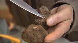‘Françoise vous parle de Saveurs’ avec la Truffe noire ! images-2