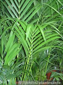 Kentia: un palmier au feuillage décoratif