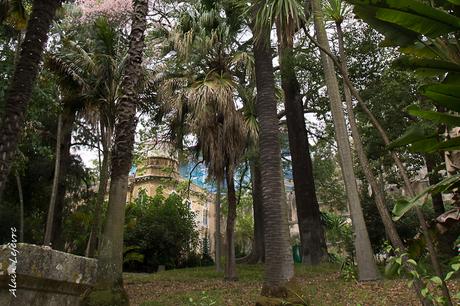 Kentia: un palmier au feuillage décoratif