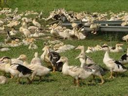 Soutenons les Producteurs* Français de Foie Gras ! images-5