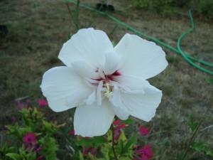Semez des fleurs au jardin en toute saison. hibiscus-1-300x225 dans semer des fleurs