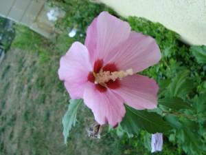 Semez des fleurs au jardin en toute saison. hibiscus-300x225