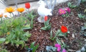 Semez des fleurs au jardin en toute saison. 20150320_152419