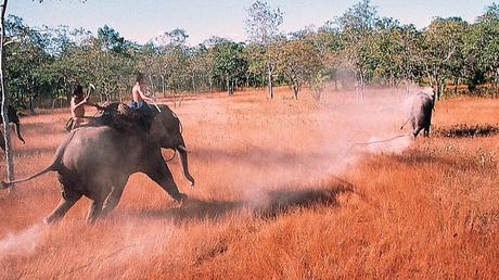 [DVD] Les chevaliers d’ivoire, osmose fraternelle entre éléphants et êtres humains