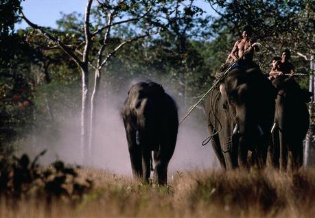 [DVD] Les chevaliers d’ivoire, osmose fraternelle entre éléphants et êtres humains