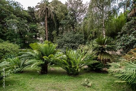 Le cyca, à mi-chemin entre fougère et palmier, cette plante est souvent cultivée comme plante d'ornement ou comme plante verte en pot.