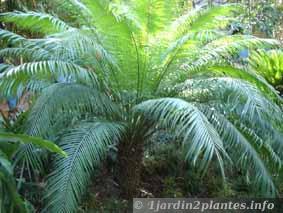 Le cyca, à mi-chemin entre fougère et palmier, cette plante est souvent cultivée comme plante d'ornement ou comme plante verte en pot.