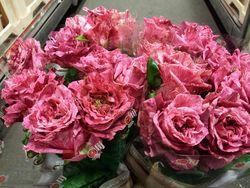 Rose Crazy Eye Rose Crazy Eye