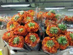 Rose Flash Eye Rose Flash Eye