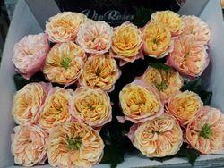 Rose Safrano Rose Safrano