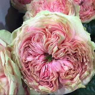 Rose pride of jade detail 2 Rose pride of jade detail 2