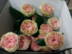 Rose Pride of Jade Rose Pride of Jade