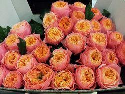 Rose Soprano Rose Soprano