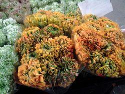 Renoncules pon-pon Renoncules pon-pon