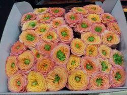 Rose Houdini Rose Houdini