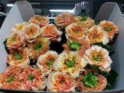 Rose Copperfield Rose Copperfield