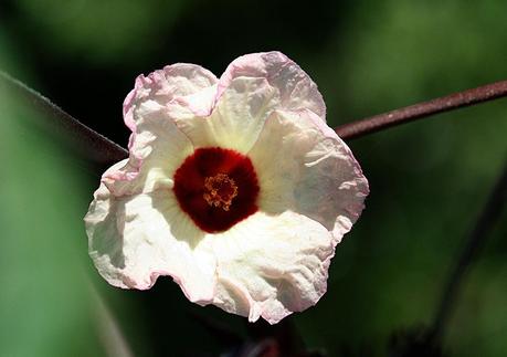 Hibiscus sabdariffa blossom