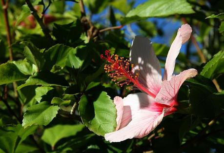 Hibiscus rose