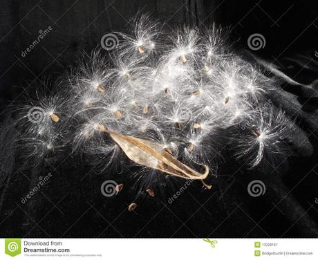 explosion-de-graine-de-milkweed-famille-d-asclepias-13228167.jpg