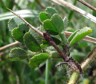 Ononis spinosa subsp. spinosa (Bugrane épineuse)