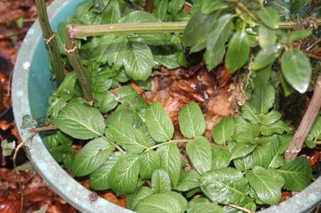 Bilan chinensis veneux 23 janv 2016 012.jpg