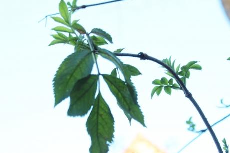 Bilan 5 palmensis veneux 2 25 janv 2016.jpg