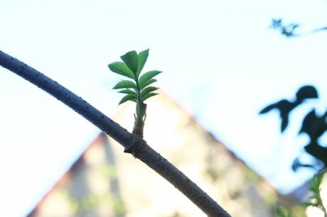 Bilan 4 palmensis veneux 26 janv 2016.jpg