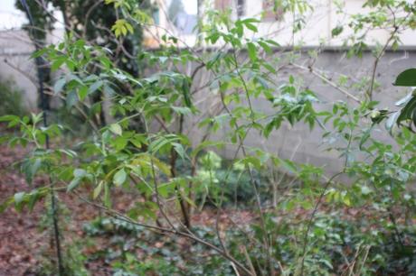 Bilan 1 hookeri veneux 23 janv 2016 022.jpg